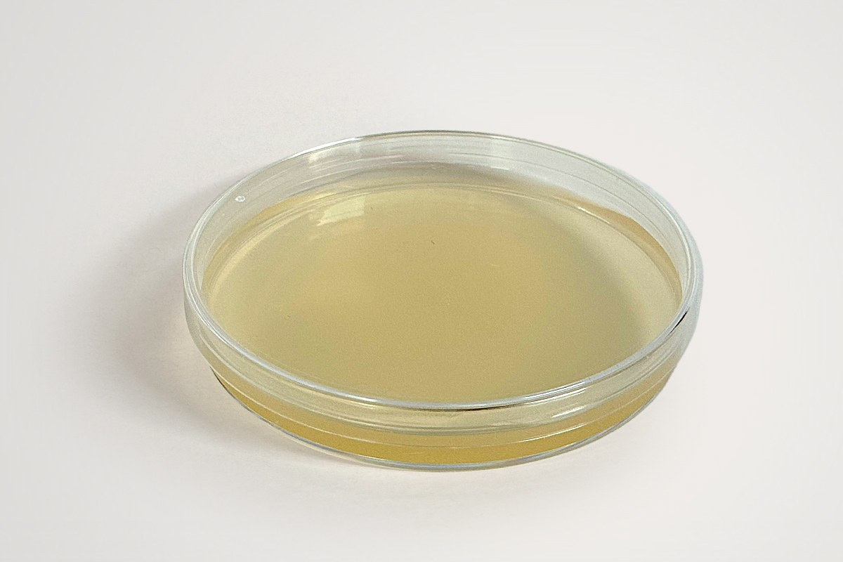 Mycelium Cultuur Petriplaat